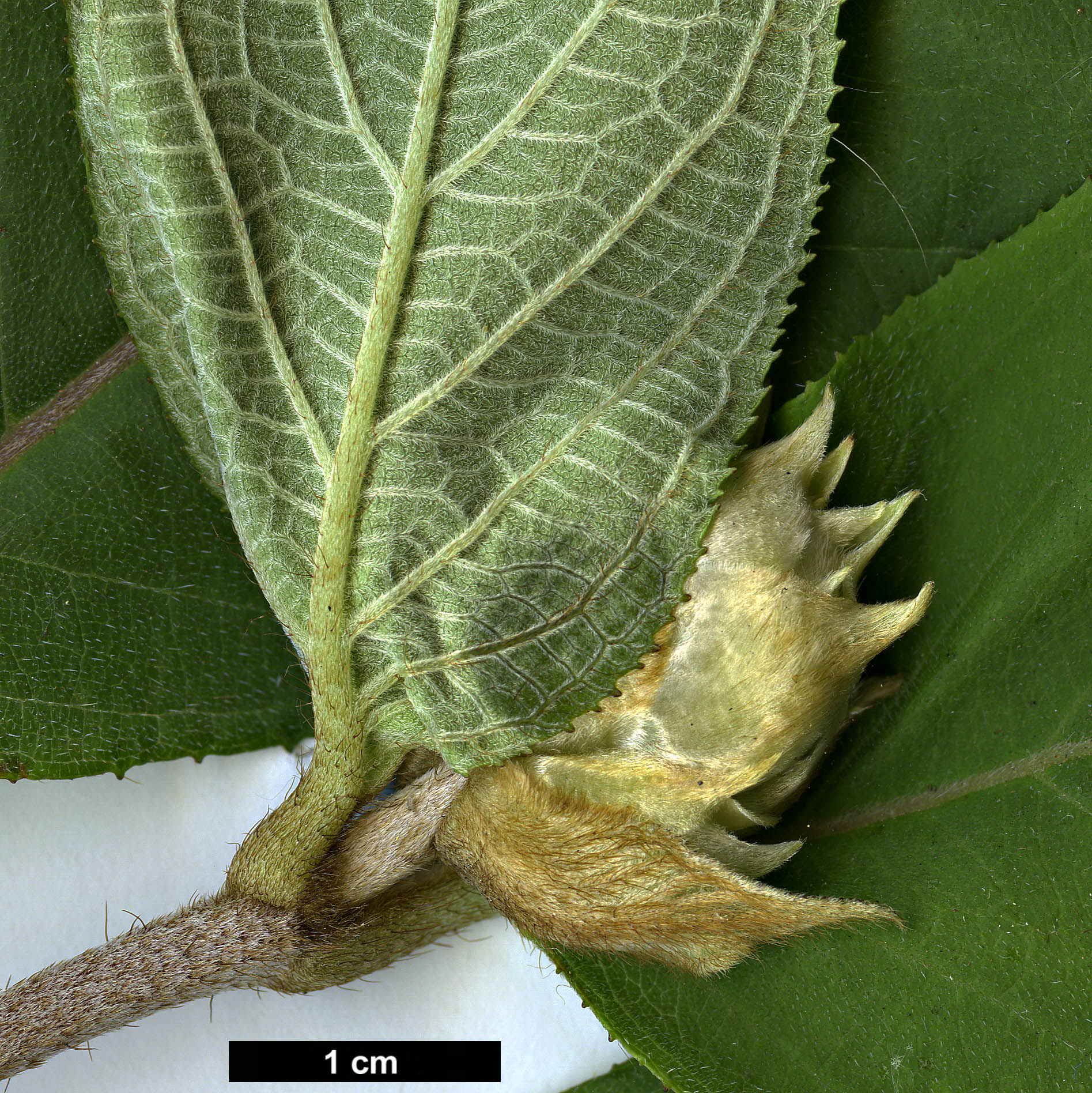 High resolution image: Family: Hydrangeaceae - Genus: Hydrangea - Taxon: aspera - SpeciesSub: subsp. aspera